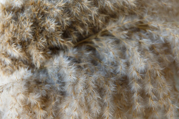 Dried flowers, pampan grass shot close. Macro shot of dried fluffy grass