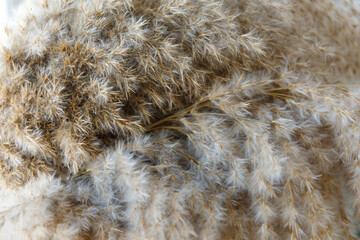Dried flowers, pampan grass shot close. Macro shot of dried fluffy grass