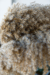 Dried flowers, pampan grass shot close. Macro shot of dried fluffy grass