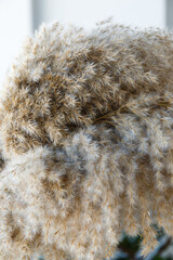 Dried flowers, pampan grass shot close. Macro shot of dried fluffy grass