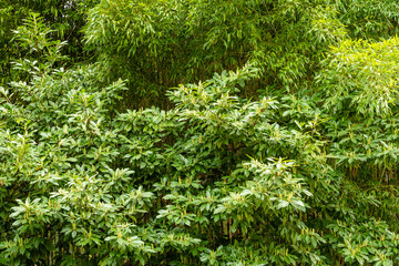 Prunus laurocerasus known as cherry laurel, common laurel and sometimes English laurel at Adler Arboretum Southern Cultures. Large, lush tree with evergreen leaves begins to bloom. Sirius, Sochi.