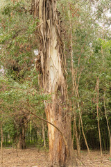 Peeling the original texture of bark from trunk of eucalyptus or gum tree growing in Arboretum Park Southern Cultures in Adler. Close-up. Beautiful natural texture for design. Sirius (Adler), Sochi.