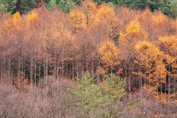 Fototapeta premium 故郷に帰ると慣れ親しんだ針葉樹が紅葉していた