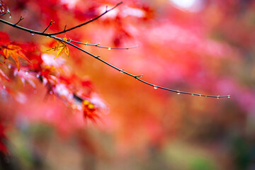紅葉を終えた枝に水滴が光る