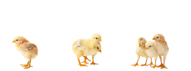 Collage with cute fluffy chickens on white background. Farm animals. Top view