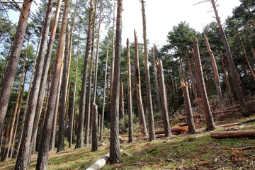 Árboles cortados por efecto de la tormenta Filimena. Sierra de Guadarrama. España.