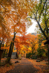 紅葉に覆われたキャンプ場