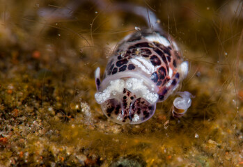 Haminoeid sp. - sea slug. It`s a super tiny underwater animal, its body length is only 2mm. Macro underwater world of Tulamben, Bali, Indonesia.
