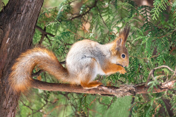 Naklejka na ściany i meble Squirrel in winter sits on a tree...