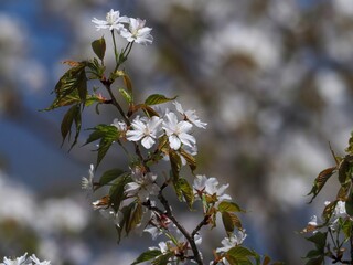 光を浴びて輝く満開の山桜
