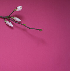 Magnolia flower branch on the purple background. Copy space