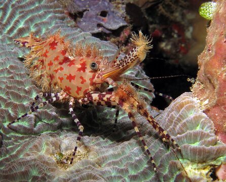 A rare Marbled Shrimp - Saron cf. marmoratus (lat). Macro underwater world of Tulamben, Bali, Indonesia. 