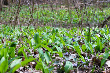 Bärlauch, Allium ursinum	