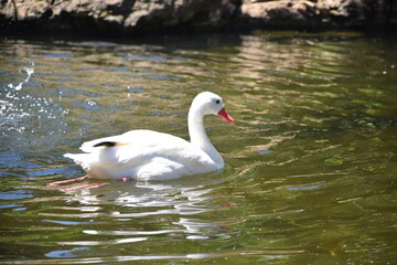swan on the lake