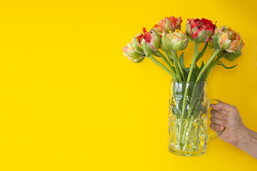 Male hand holding a bouquet of peony tulips in a beer glass on a yellow background
