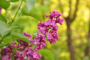 lilac branch with purple petals against the background of green foliage