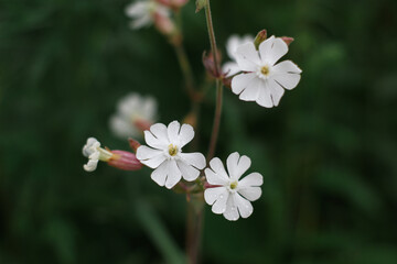 white flowers
