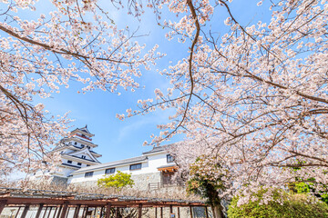 桜と唐津城　佐賀県唐津市　Cherry Blossoms and Karatsu castle Saga-ken Karatsu city