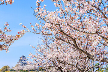 桜と唐津城　佐賀県唐津市　Cherry Blossoms and Karatsu castle Saga-ken Karatsu city