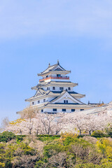 桜と唐津城　佐賀県唐津市　Cherry Blossoms and Karatsu castle Saga-ken Karatsu city