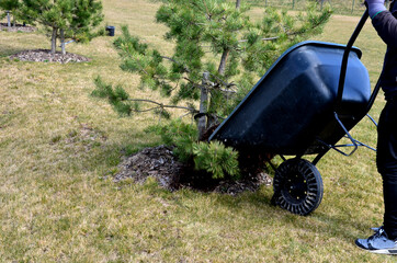 loading torture wood chips bark on a wheelbarrow  with a shovel from a car and delivery to the...