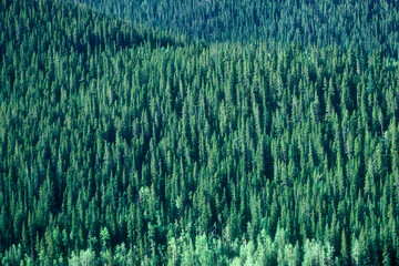 Conifers in Arapahoe National Forest, Colorado
