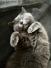 cat on the floor © PL