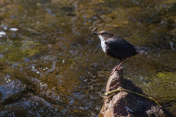 White-throated Dipper (Cinclus cinclus)
