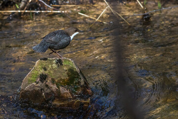 White-throated Dipper (Cinclus cinclus)