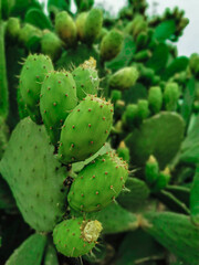 Cactus fruit, spiny cactus, Vertical cactus photo, Green photos, Prickly fig, prickly pear and chives