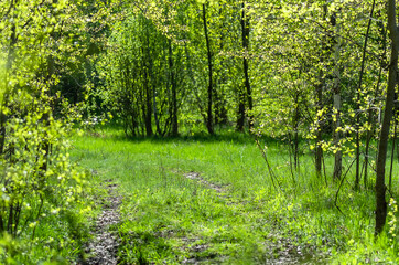 Fototapeta na wymiar Dirt road in the spring forest. Sunny day in the forest. Green spring foliage. Nature background