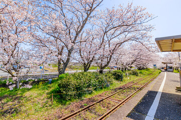 河津桜 見帰りの滝付近 佐賀県唐津市 Kawazu Cherry Blossoms Near The Mikaeri Waterfall Saga Ken Karatsu City Wall Mural M H