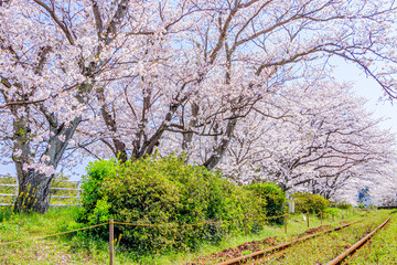 Fototapeta premium 浦ノ崎駅からみた桜並木 佐賀県伊万里市 Uranosaki station and Row of cherry blossom trees Saga-ken Imari city