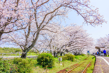 浦ノ崎駅と桜　佐賀県伊万里市　Uranosaki station and Cherry Blossoms Saga-ken Imari city