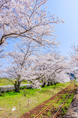 浦ノ崎駅からみた桜並木　佐賀県伊万里市　Uranosaki station and Row of cherry blossom trees Saga-ken Imari city