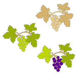 WINE GRAPES VINTAGE VINEYARDS SYMBOL COLOUR ILLUSTRATION AND DECORATION
