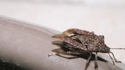 Halyomorpha Halys insect macro photo