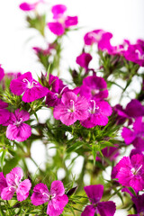 Pink sweet william flower isolated on a white background.
