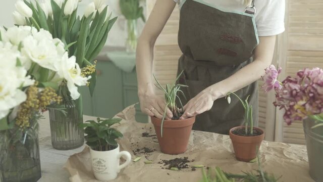 The girl's hands transplant green onions into a terracotta pot. Growing onions at home. Gardening.