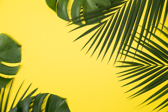 Tropical palm leaves isolated on bright yellow background.