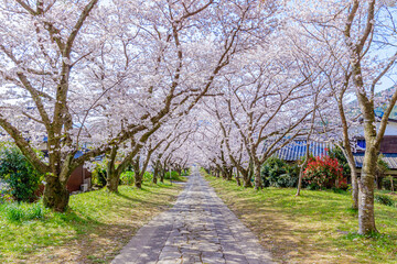 桜並木　円応寺　佐賀県武雄市　Row of cherry blossom trees Ennou temple Saga-ken Takeo city