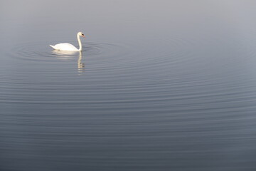 A white majestic swan is creating waves in the crystal blue lake water what is almost a mirror