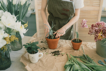 The girl's hands transplant green onions into a terracotta pot. Growing onions at home. Gardening.