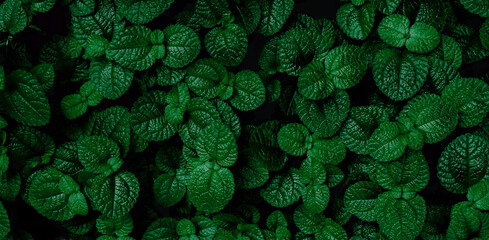 Green Mint Plant Background. Menthol Texture © eakarat