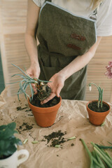 The girl's hands transplant green onions into a terracotta pot. Growing onions at home. Gardening.