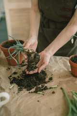 The girl's hands transplant green onions into a terracotta pot. Growing onions at home. Gardening.