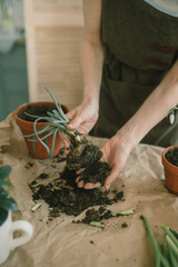 The girl's hands transplant green onions into a terracotta pot. Growing onions at home. Gardening.