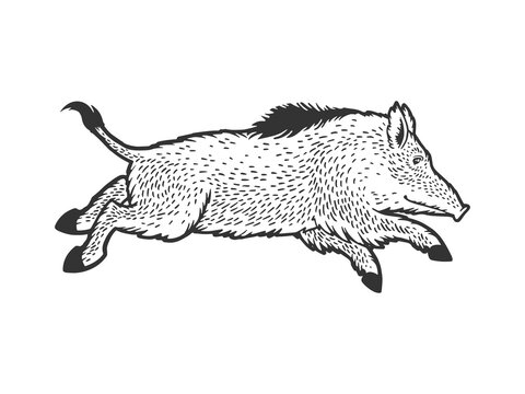Running wild boar sketch engraving vector illustration. T-shirt apparel print design. Scratch board imitation. Black and white hand drawn image.