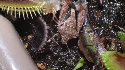 Halyomorpha Halys insect macro photo