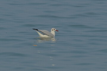 Brown-headed gull